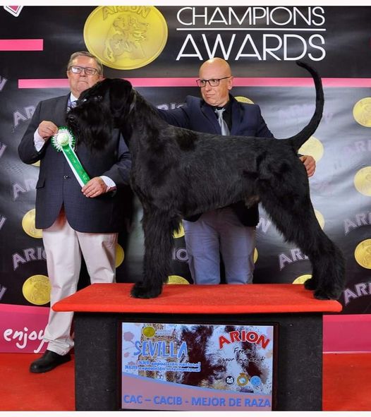 MundoSchnauzer's tweet photo. - Schnauzer gigante negro -

Alberto Aguilar Pérez ha conseguido el Campeonato de Europa y Mejor de Raza con su macho TORRE DE LA VELA DIEGO.
WEB: https://t.co/5bX6IOxRhE
FB: https://t.co/pdcF7YwIcd https://t.co/6et2uhRETr