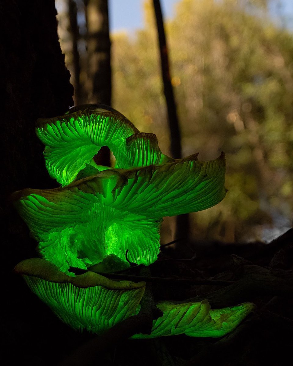 Glowing green ghost fungi in the forest.