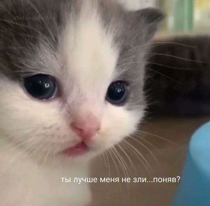 blackicebergdd's tweet photo. @ride_asfuck Ты и сам знаешь)) https://t.co/YIDjUbS5IU