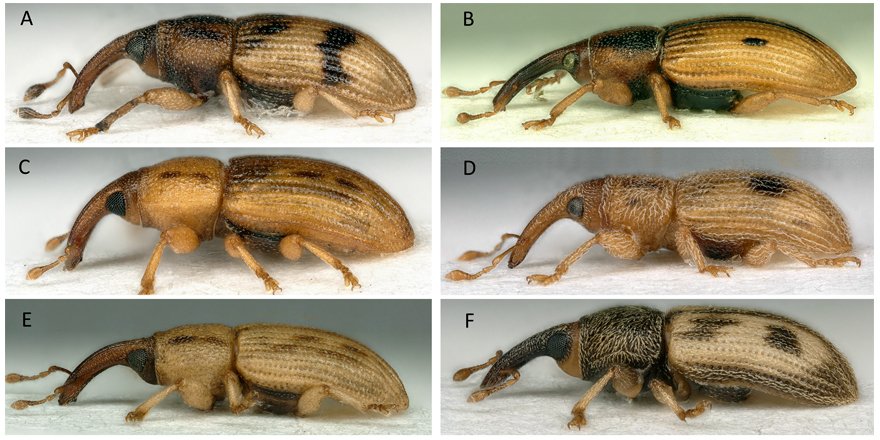 [#Coleopterist] Ebenacobius Haran, a new southern African genus of flower weevils (#Coleoptera: Curculioninae: Derelomini) associated with dicotyledonous plants ⬇️

🔗 DOI: doi.org/10.5852/ejt.20…
✒️ <a href="/JulienHaran/">Julien Haran</a> et al. 
#Weevil #Weevils #Entomologist #NewSpecies #Ebenaceae