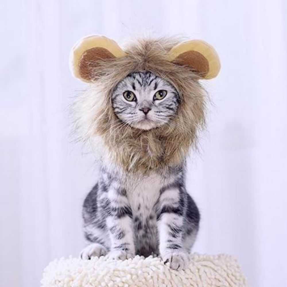 EstaMascota's tweet photo. #amantesdelosgatos #naturaleza Disfraz de León para Gatos https://t.co/9nQ668yAw4 https://t.co/aiWePl6leu