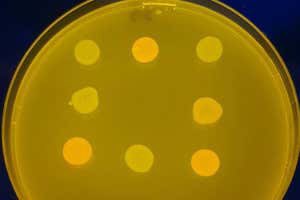 Genetically engineered E. coli bacteria learned to master 3x3 board games such as tic-tac-toe, even when starting from a completely ignorant state. This may be useful to allow complex ecosystems to be chemically reprogrammed to learn complex decisions biorxiv.org/content/10.110…