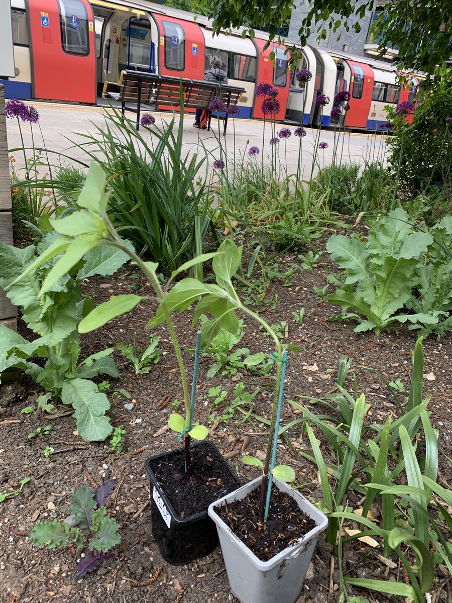 EcoShowandTell's tweet photo. These sunflowers 🌻 plants represent the spirit of #Barnet’s environmental network. The seeds were harvested by Anita of #MillHillEast community garden. Distributed at Wendy’s @IncEdibleBarnet seed swap, grown by me and now planted at the Finchley Central @EnergyGardenLDN  🥰🥰 https://t.co/MltMwoEkas