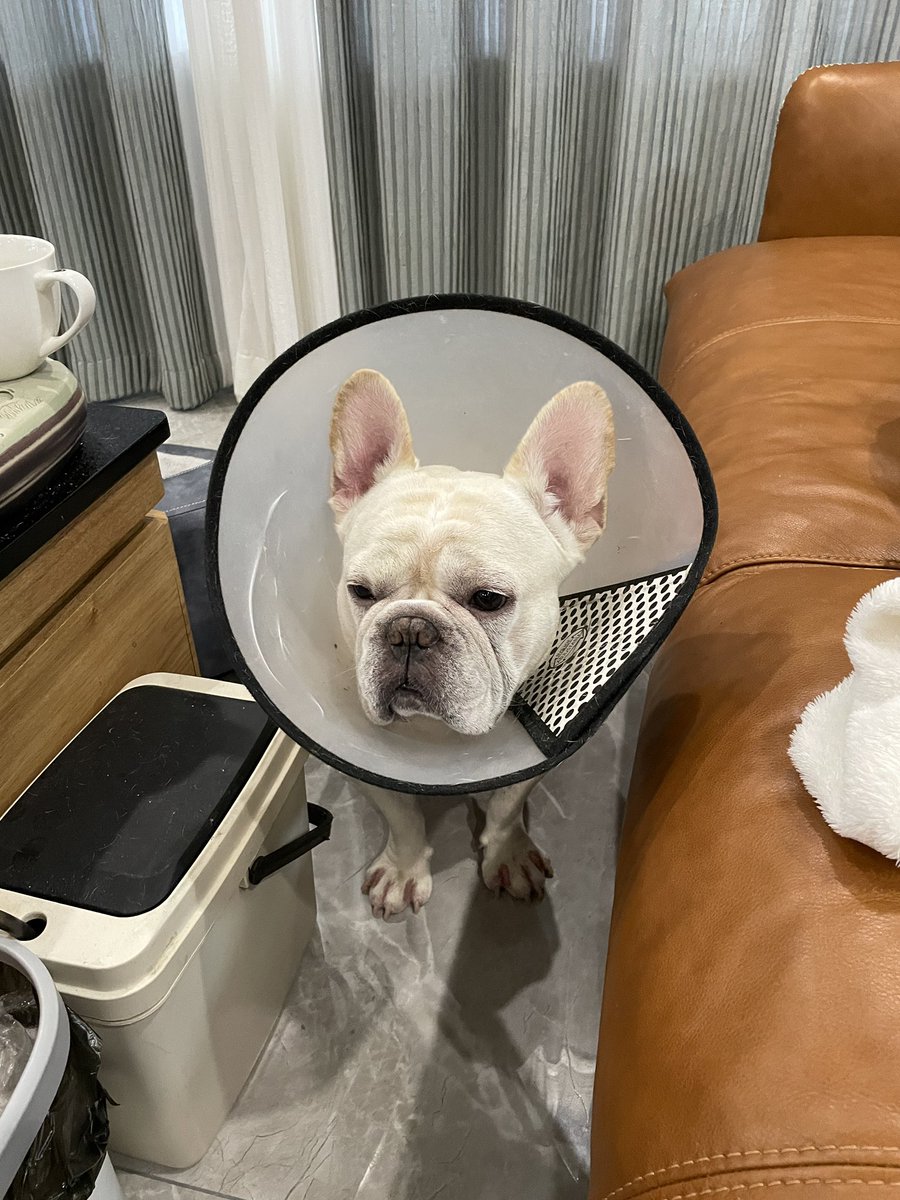 CryptoTimeDoge's tweet photo. I'm sick

#nft #nfts #dog https://t.co/IHm9X5NP9I