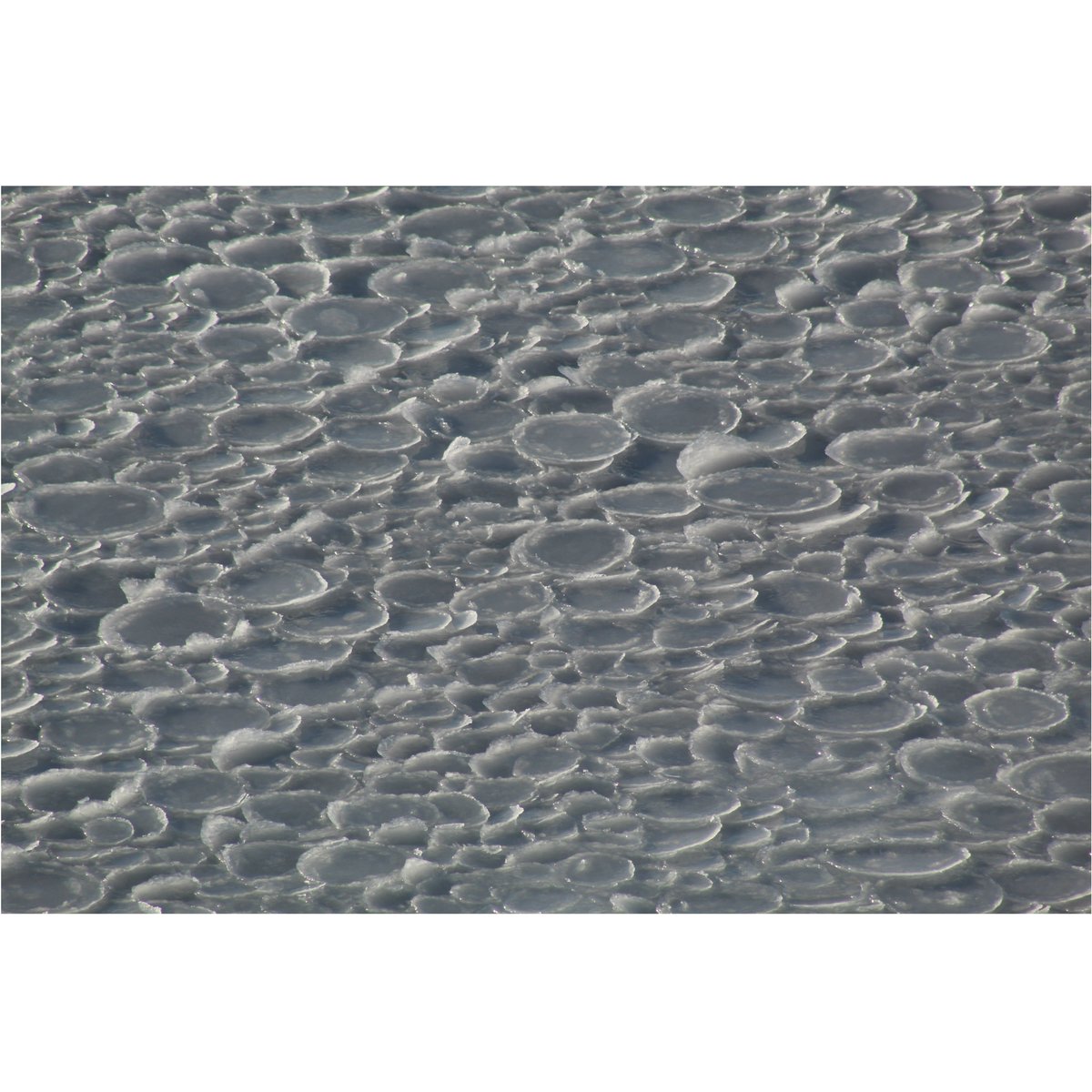 OceanSeaIceNPI's tweet photo. Dragon scales, large contact lenses or plates - sea ice can take many shapes โ what does this look like to you?
Read more: https://t.co/n4rvdF7DIx
#npolar #FramStraitNPI #seaice https://t.co/TQPONQVo26