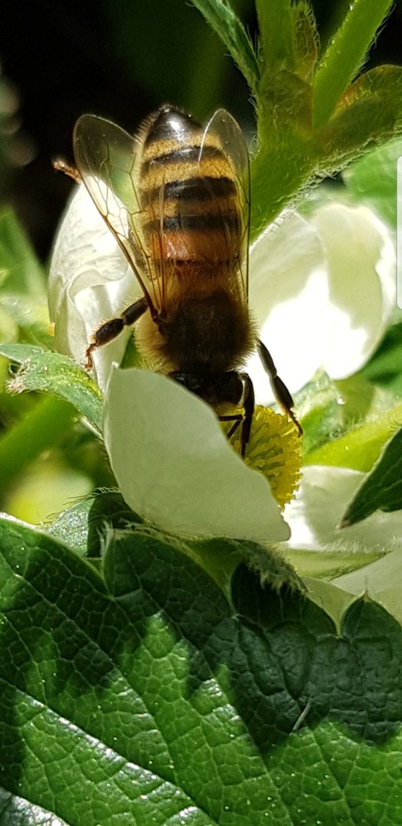 Kimberlexy's tweet photo. @SallyWeather beautiful bee captured on my strawberry flowers. By Kimberley Brown https://t.co/ARTFtjTErp