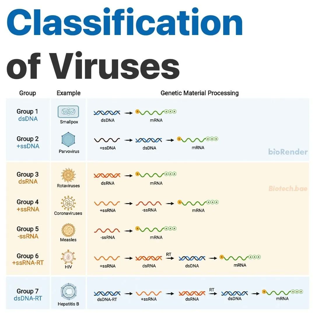 Nous vous proposons de découvrir la classification de Baltimore des virus :

Sources: viralzone.expasy.org / img made by biorender.com