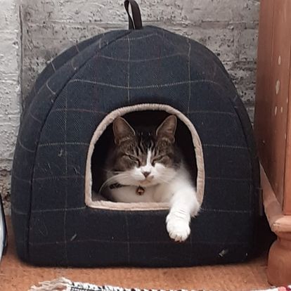 CSM_Library_LZ's tweet photo. @LCF_Library @CCA_Library @Chelsea_Library @LCC_Library @WCA_Library We have two #librarykitties here at CSM, meet Bear and Pepper!

We agree we can learn a lot about selfcare from our #LibCats!

#LibraryCATalogue #CatsOfTwittter  #MentalHealthAwarenessWeek https://t.co/6wQXwe25Cp