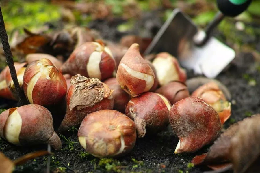 ARE YOU DESPAIRING AS YOUR MAGIC COINS PLUMMET? 

Don't panic; get on the 🌷🌷🌷train!

For sale: twelve (12) EXTREMELY RARE Bizaren tulip bulbs of the variety General Admirus Dedicatus. Each only 5,000 guilders but GUARANTEED to TRIPLE in value this year! Get in on this NOW!