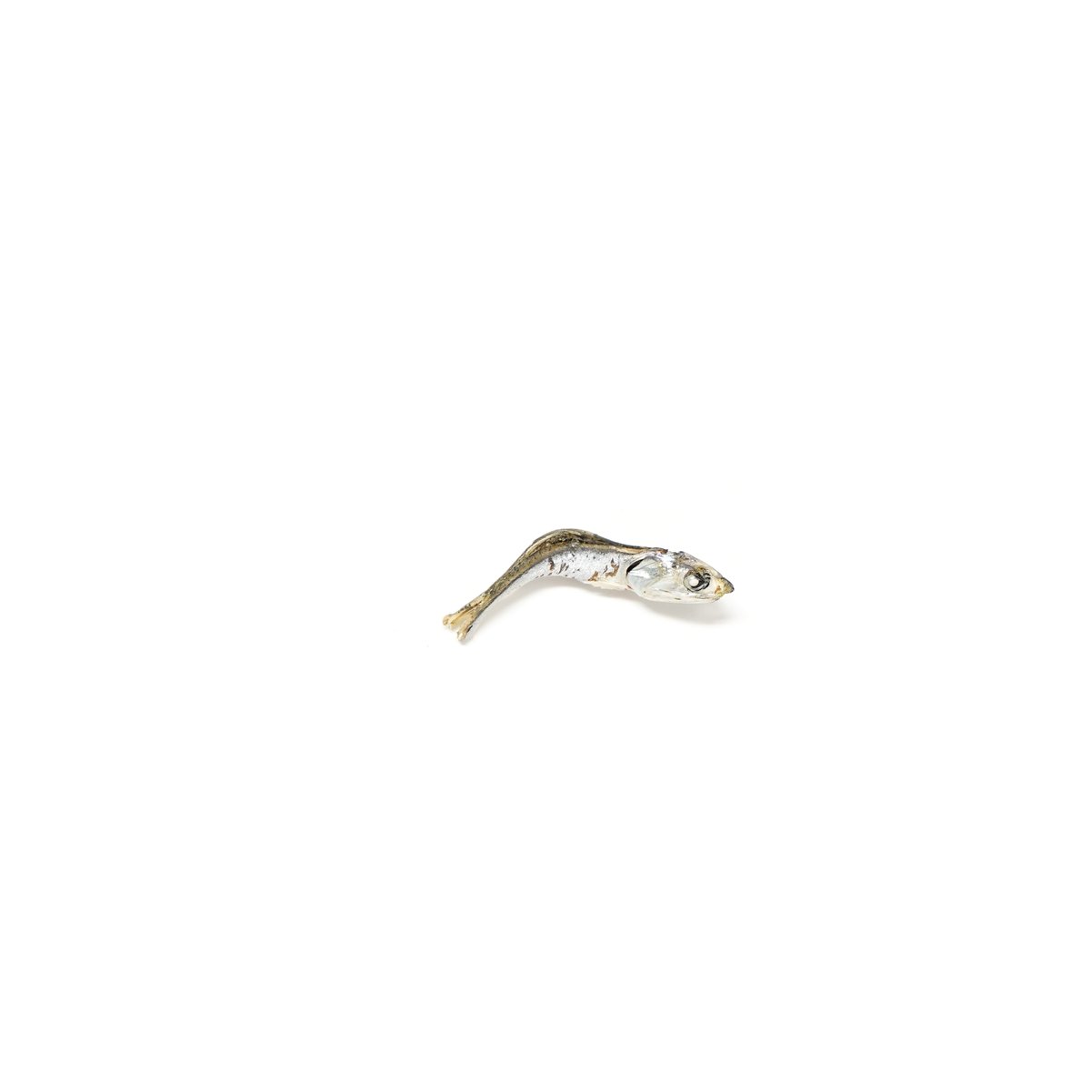 icdrysushi's tweet photo. Today's Dry sushi🐟🐟🐟

#InternetComputer #ICP #DFINITY #NFT #NFTART
#NFTProject https://t.co/ZaZO4tmn5j