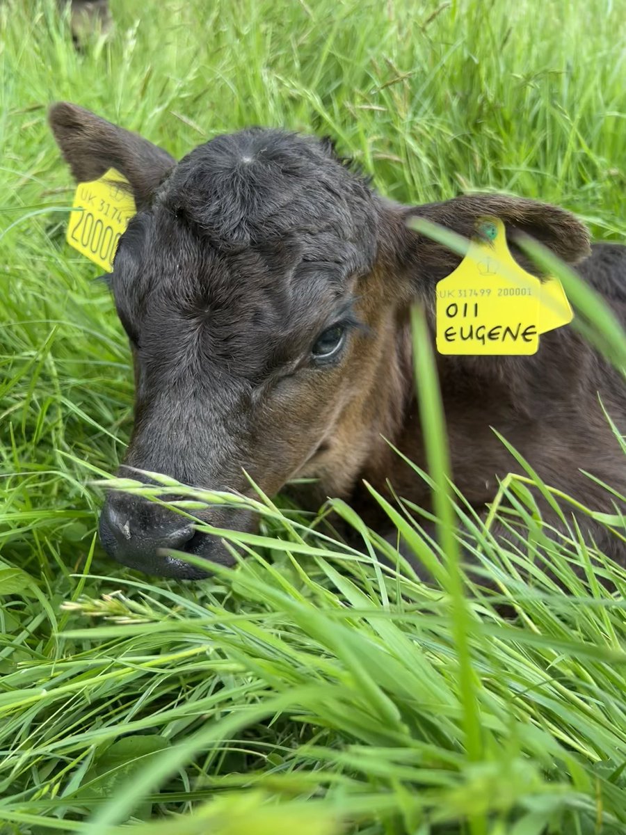 IanDHorsley's tweet photo. We are in business. First pedigree Aberdeen Angus born on the farm from our new suckler herd.
#nativeangus https://t.co/6lsEuCmTUg