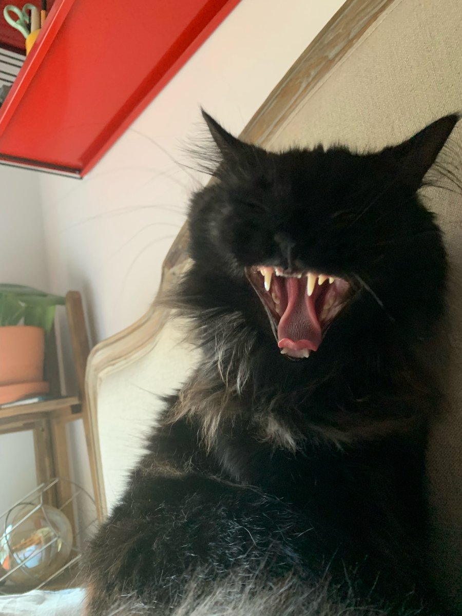 CSM_Library_LZ's tweet photo. @LCF_Library @CCA_Library @Chelsea_Library @LCC_Library @WCA_Library We have two #librarykitties here at CSM, meet Bear and Pepper!

We agree we can learn a lot about selfcare from our #LibCats!

#LibraryCATalogue #CatsOfTwittter  #MentalHealthAwarenessWeek https://t.co/6wQXwe25Cp