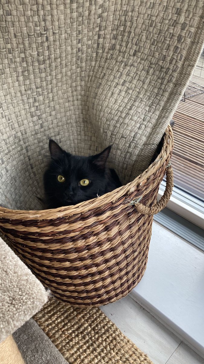 CSM_Library_LZ's tweet photo. @LCF_Library @CCA_Library @Chelsea_Library @LCC_Library @WCA_Library We have two #librarykitties here at CSM, meet Bear and Pepper!

We agree we can learn a lot about selfcare from our #LibCats!

#LibraryCATalogue #CatsOfTwittter  #MentalHealthAwarenessWeek https://t.co/6wQXwe25Cp
