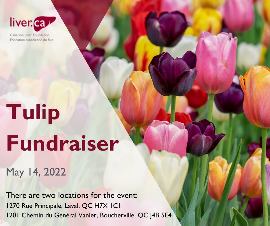 LiverCanada's tweet photo. Happening this Saturday, May 14 – pick your own tulip🌷 bouquet in support of the Canadian Liver Foundation and liver research. Visit https://t.co/9StcFo4y6x for more info. https://t.co/unVUkMXdWh