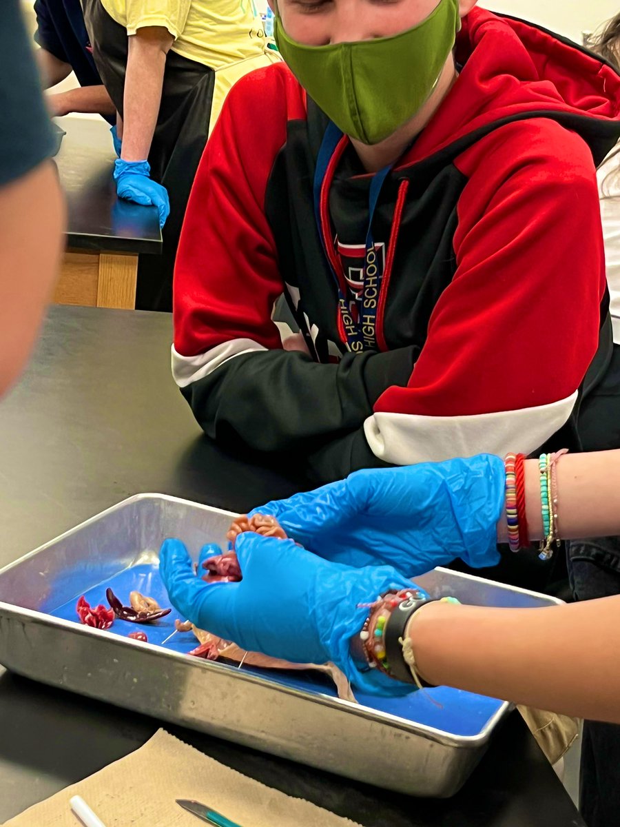 avilamd's tweet photo. Biology students having fun with the rat dissection! #systems #dig in #KISDlabstar @KHSIndianNation @DebuskRebecca @KISD_Science https://t.co/z4II0NX7Zb
