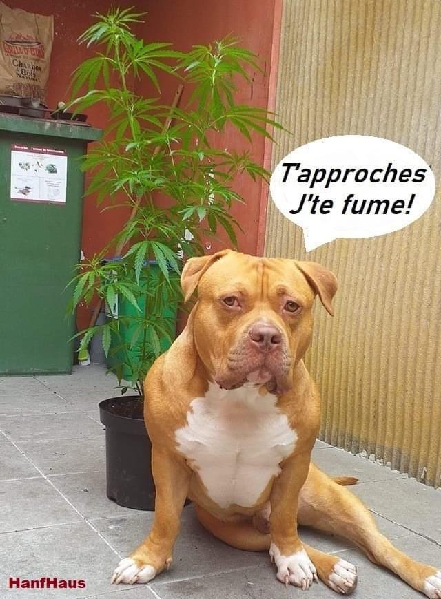 love_knb's tweet photo. Attention à lui 🤣🤣🤣. #cbdactu #cbdmag #cbd #cbdoil #cannabis #cbdhemp #cbdshop #hemp #cbdproducts #cbdcommunity #bestcbd #hempcbd #chanvre #swiss #chanvrelegal #weed https://t.co/xoJhPLB4DX
