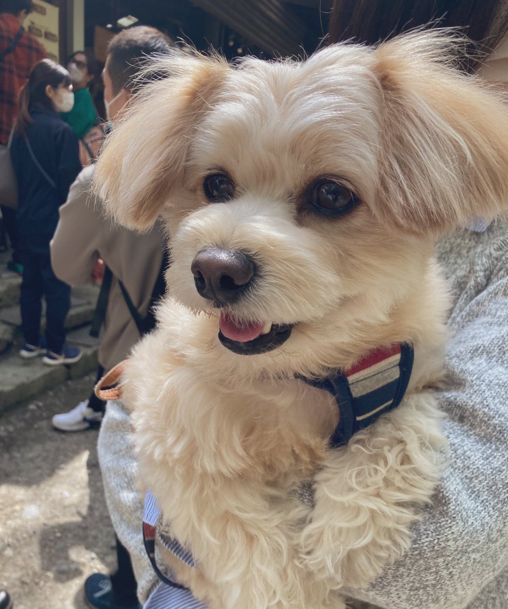 19991017S's tweet photo. 今日は愛犬の日らしいね https://t.co/67x8O2b9UI