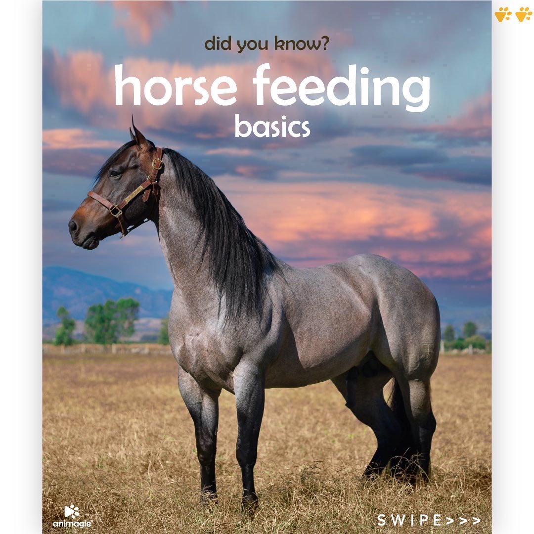 Animagie_offl's tweet photo. Striving to create a community of pet lovers worldwide! Here we present to you the basics of horse feeding for beginners! #animagie #getsetpet #petscommunity #pets #horses #horselovers #horsemanship #horsefeed https://t.co/2nOwAivfuL