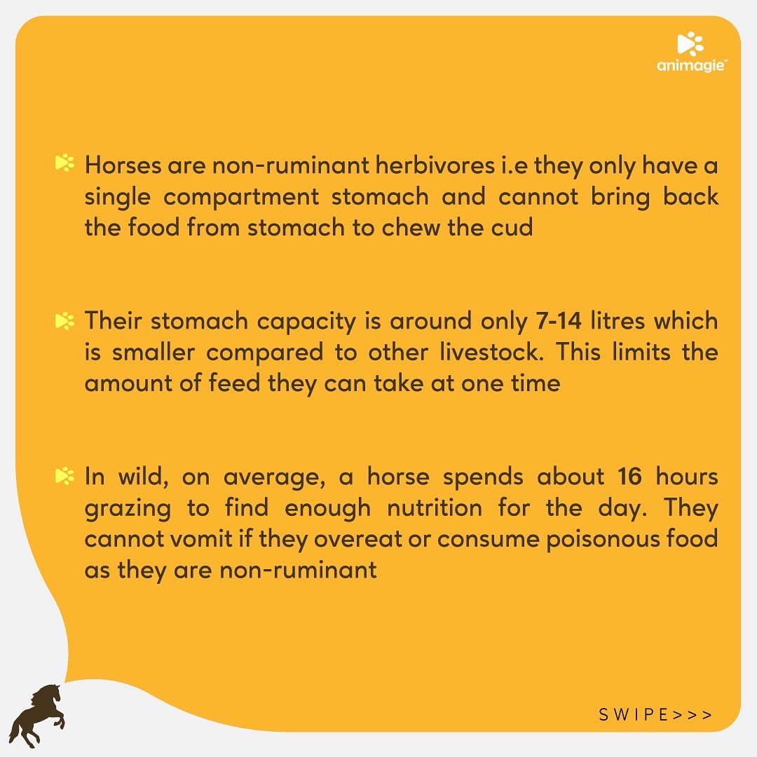 Animagie_offl's tweet photo. Striving to create a community of pet lovers worldwide! Here we present to you the basics of horse feeding for beginners! #animagie #getsetpet #petscommunity #pets #horses #horselovers #horsemanship #horsefeed https://t.co/2nOwAivfuL