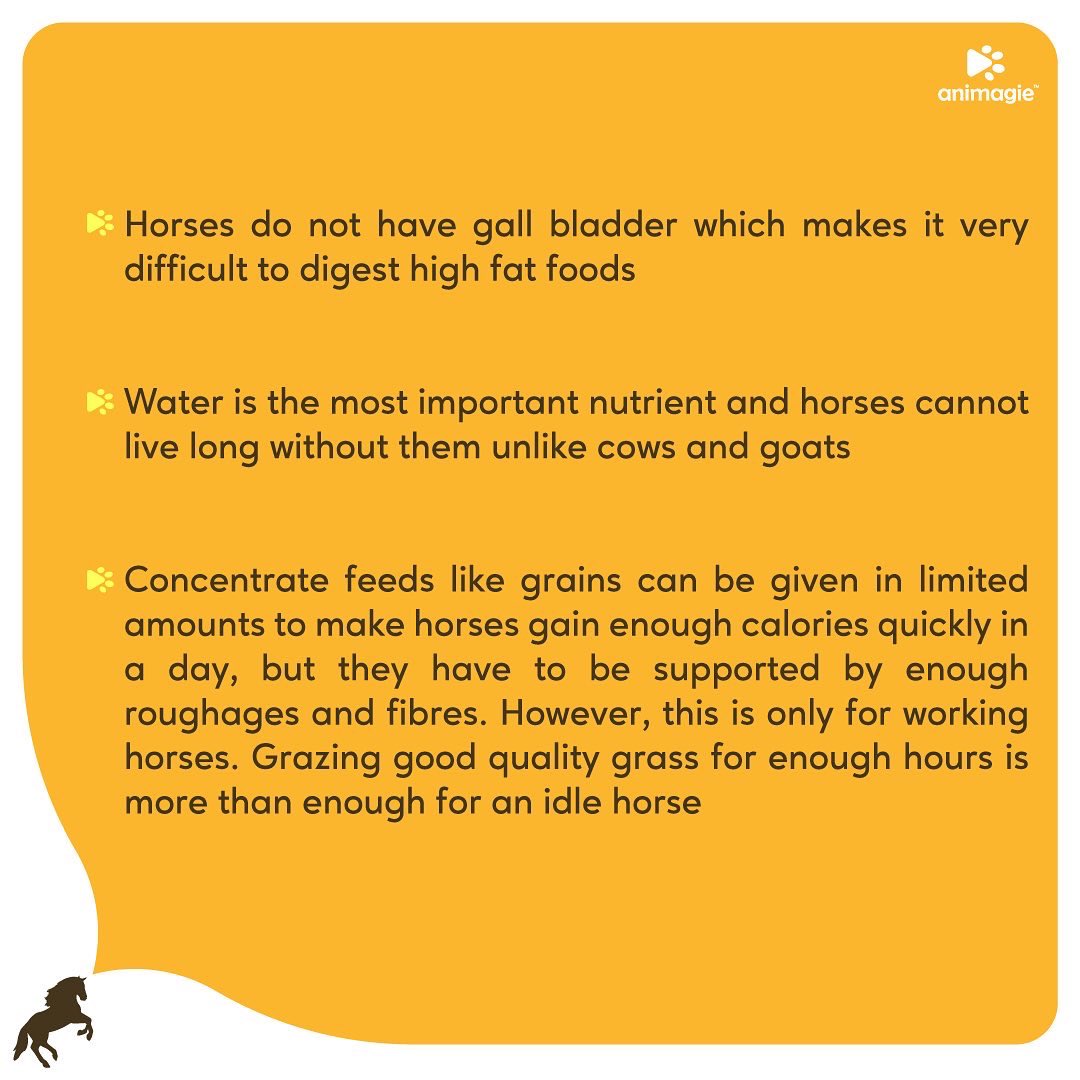 Animagie_offl's tweet photo. Striving to create a community of pet lovers worldwide! Here we present to you the basics of horse feeding for beginners! #animagie #getsetpet #petscommunity #pets #horses #horselovers #horsemanship #horsefeed https://t.co/2nOwAivfuL