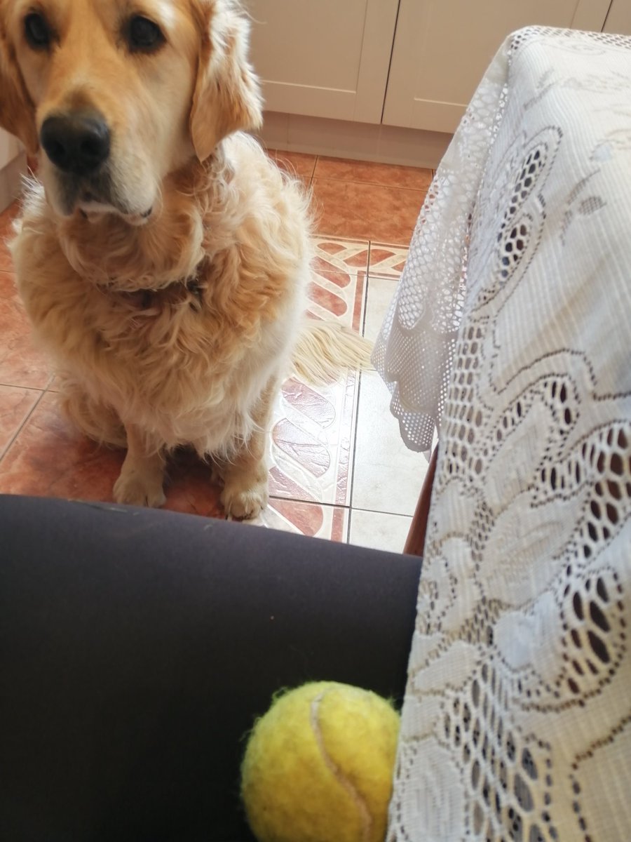 WilfandErnie's tweet photo. We're being good boys today and spending time with Nana ❤️😇 It is a fact that playing 🎾🎾 is always good for the soul 😀 #dogsoftwitter #goldenretriever #alwayshelpful #ballislife https://t.co/nIlzfCdEsn