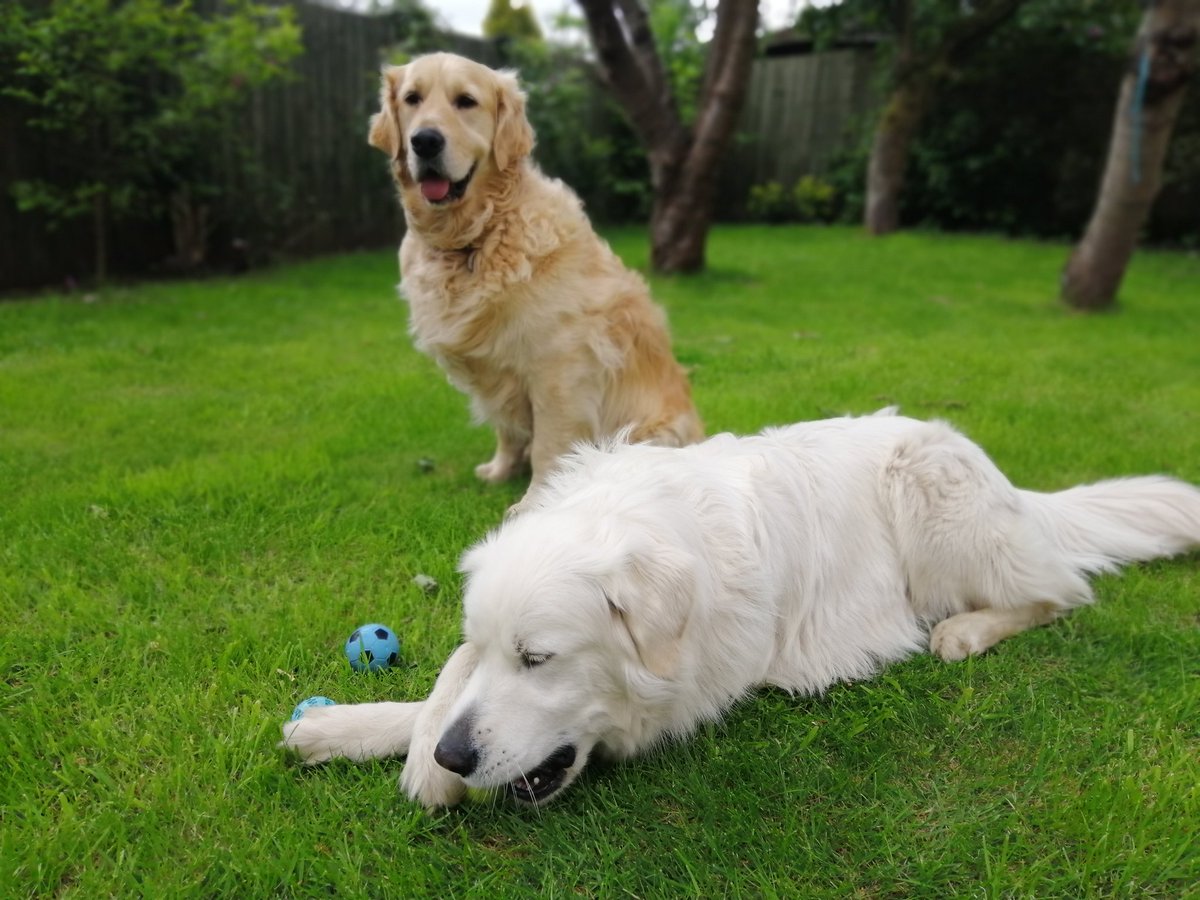 WilfandErnie's tweet photo. We're being good boys today and spending time with Nana ❤️😇 It is a fact that playing 🎾🎾 is always good for the soul 😀 #dogsoftwitter #goldenretriever #alwayshelpful #ballislife https://t.co/nIlzfCdEsn