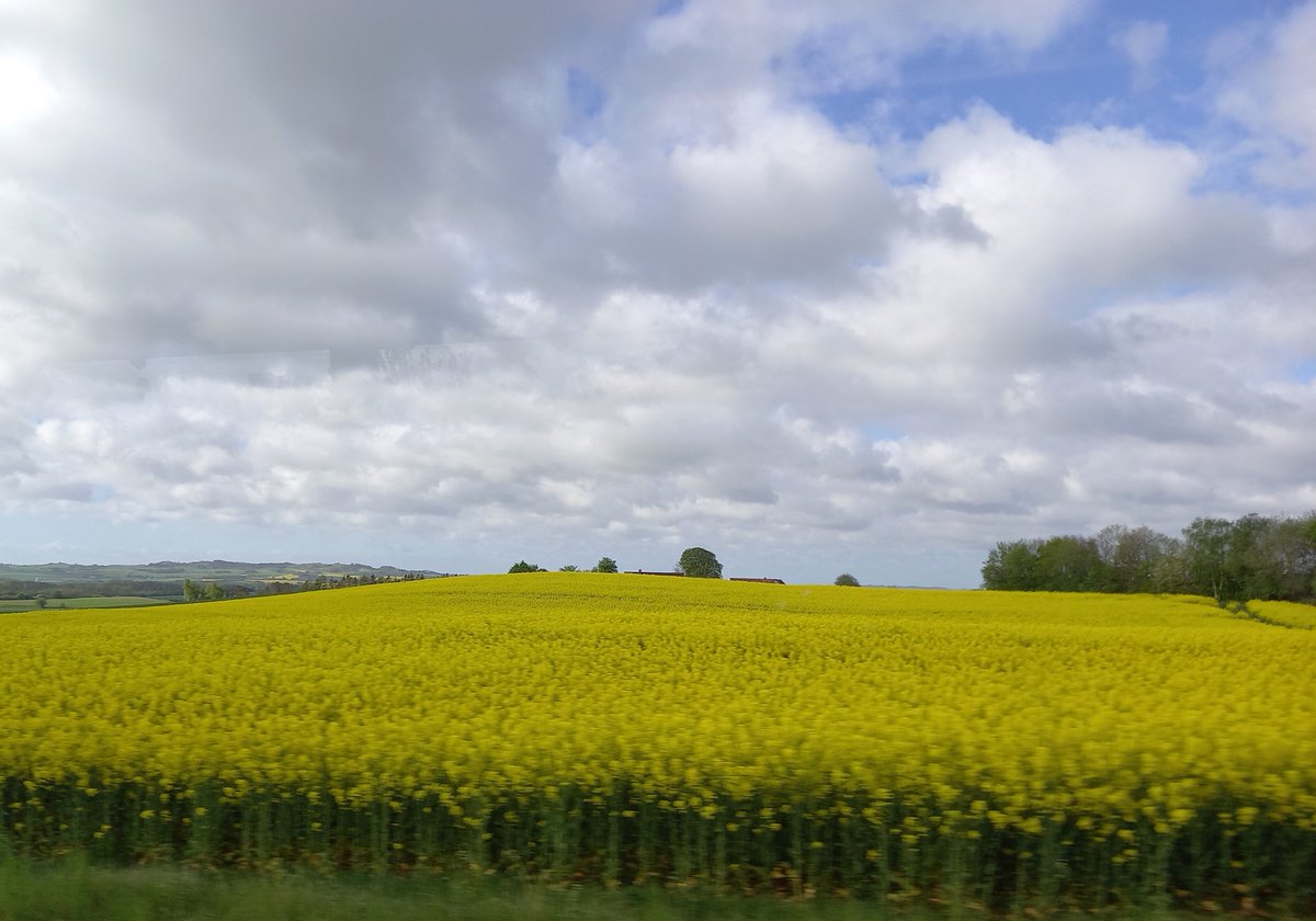 Fakta-tuliaisista Tanskasta: pinta-alasta 66% #maatalousmaa'ta (meillä 7%). Tuo #soija'a E-Amerikasta 760.000ha'lta (=1/4 peltoalastaan). #tehotuotanto #vienti'maa on ulkoistanut raskaasti #sademetsä #ympäristöongelma't. #kestävyys #ilmasto'teot vain "tahroja maan strategioissa"?