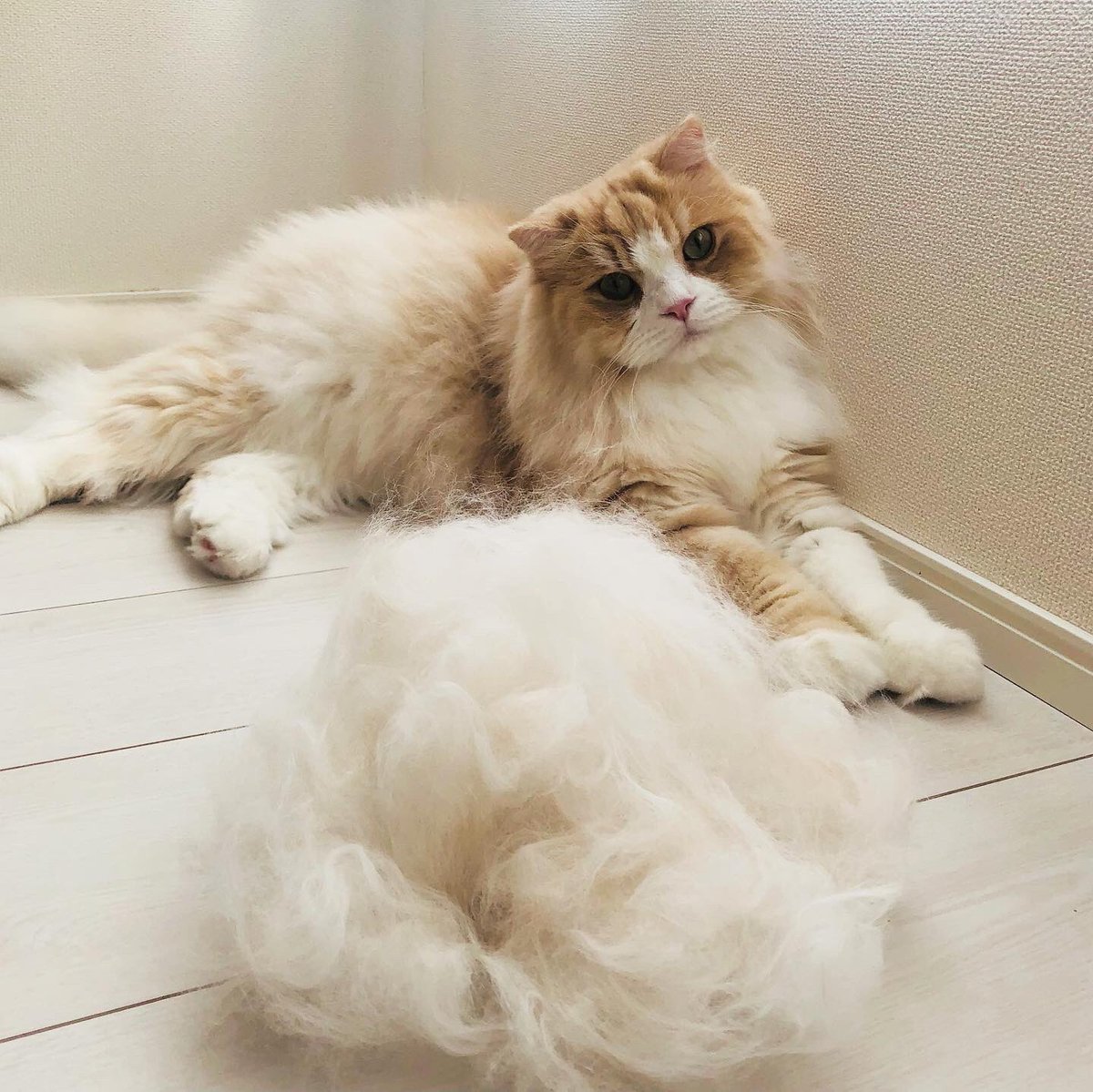 春の収穫
#換毛期