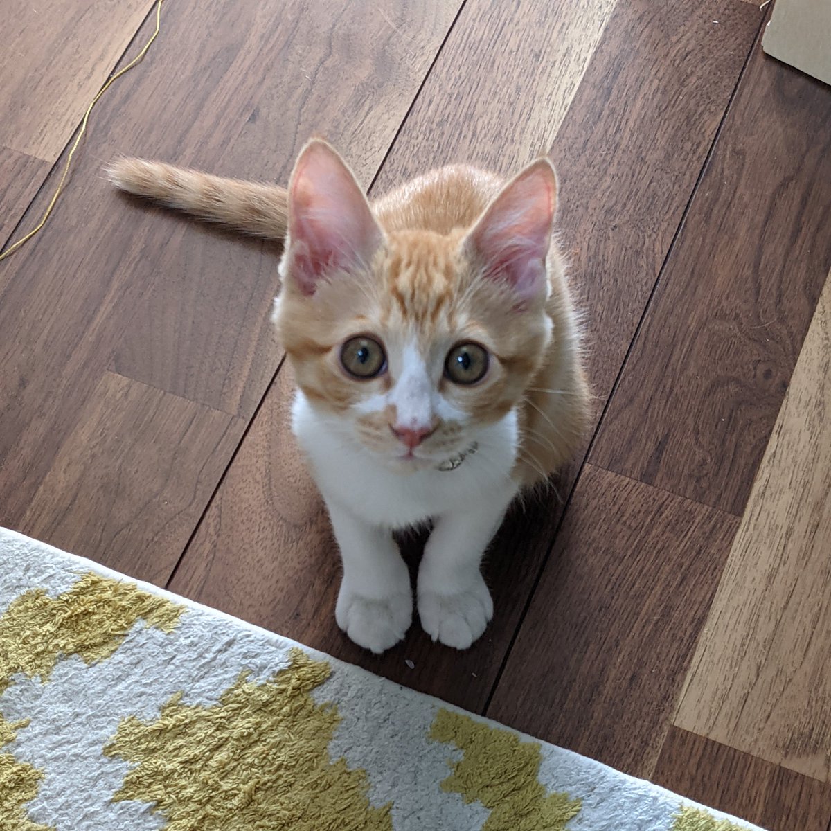 タグ 茶白猫 の注目ツイート メガとんトラック