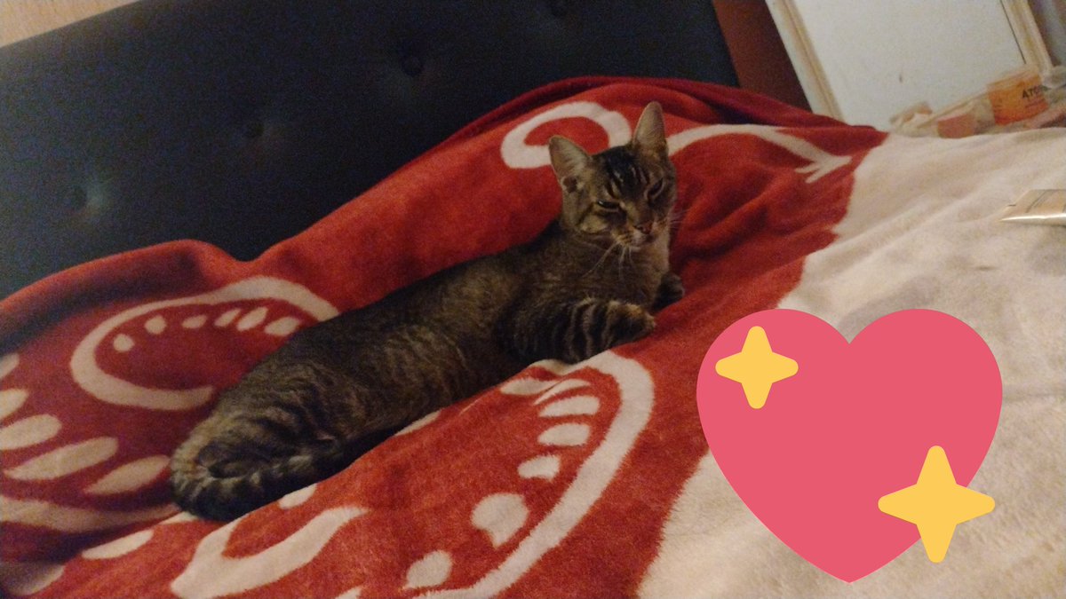 Gatito lindo... Pedro