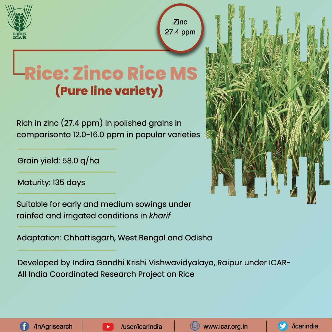 icarindia's tweet photo. #Rice: Zinco Rice MS 
#ICAR @nstomar @KailashBaytu @PMOIndia @PIB_India @ShobhaBJP @mygovindia @AgriGoI @DDKisanChannel https://t.co/MPydFVAnw9
