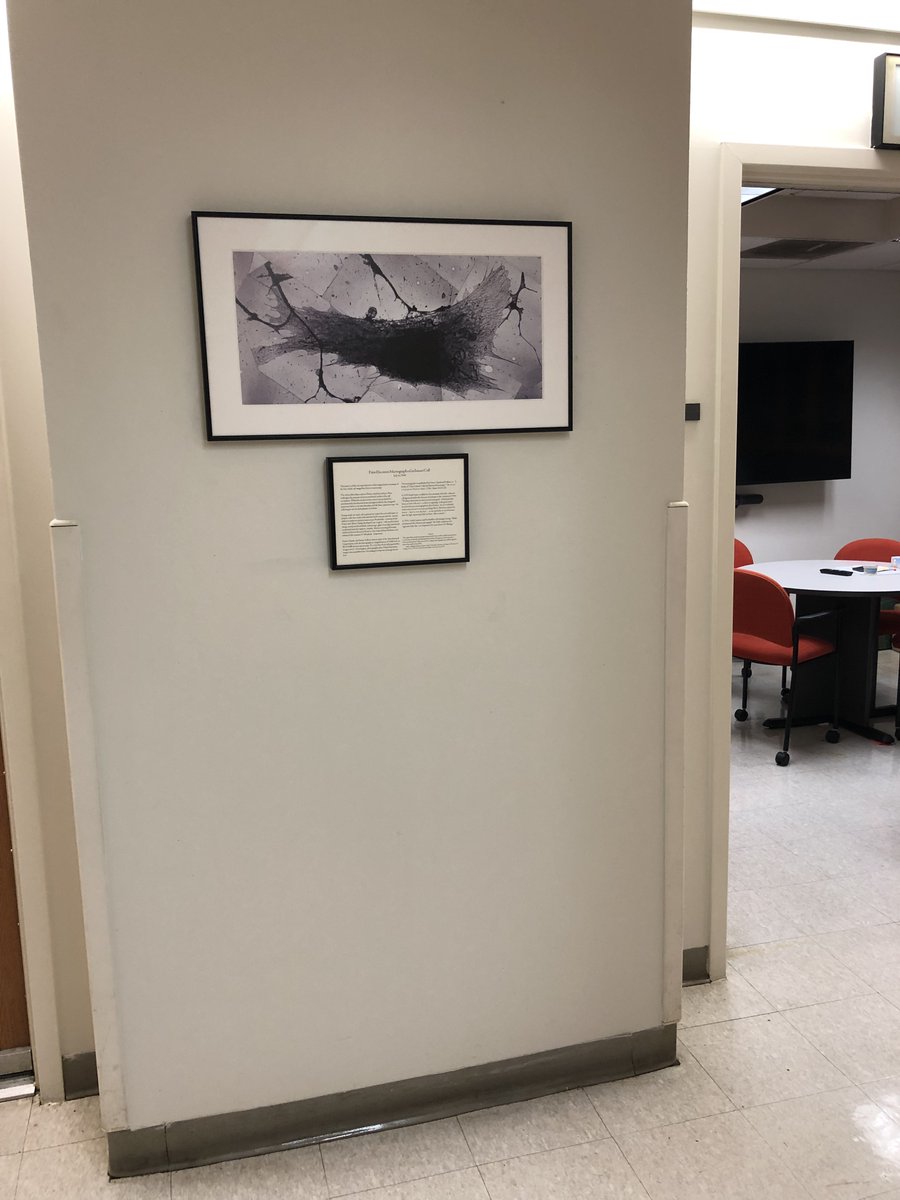 Amalia Pasolli, PhD tweet media