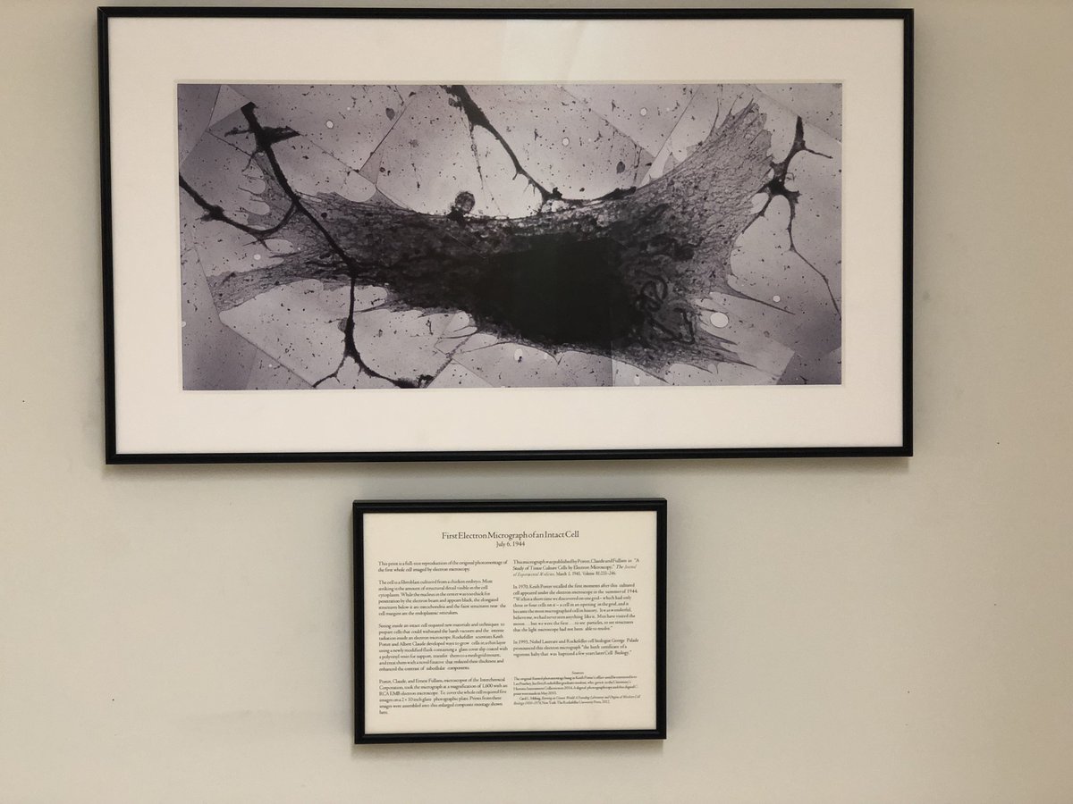 First electron micrograph of a cell by Keith Porter, Albert Claude and Ernest Fullam .

A full size copy of the original is now hanging at the entrance of the Rockefeller University Electron Microscopy Resource Center. 

A piece of Rockefeller University history!
