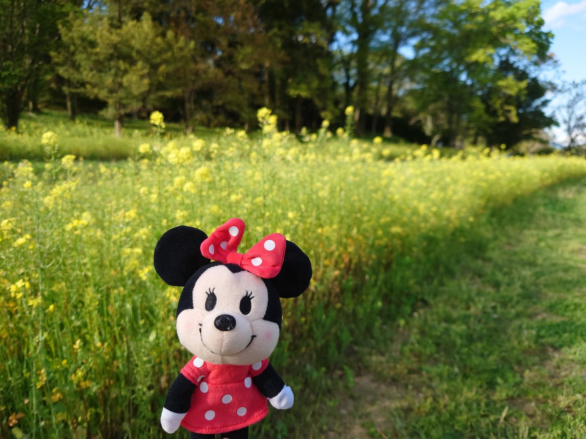 buchi199428's tweet photo. お花とミニーさん

#ぬいもーず 
#写真 #写真好きな人と繋がりたい  #写真撮ってる人と繋がりたい  #写真撮るの好きな人と繋がりたい  #写真好きと繋がりたい  #Xperia #写真で繋がるフォロー祭り #picture https://t.co/oDyztoLhqA