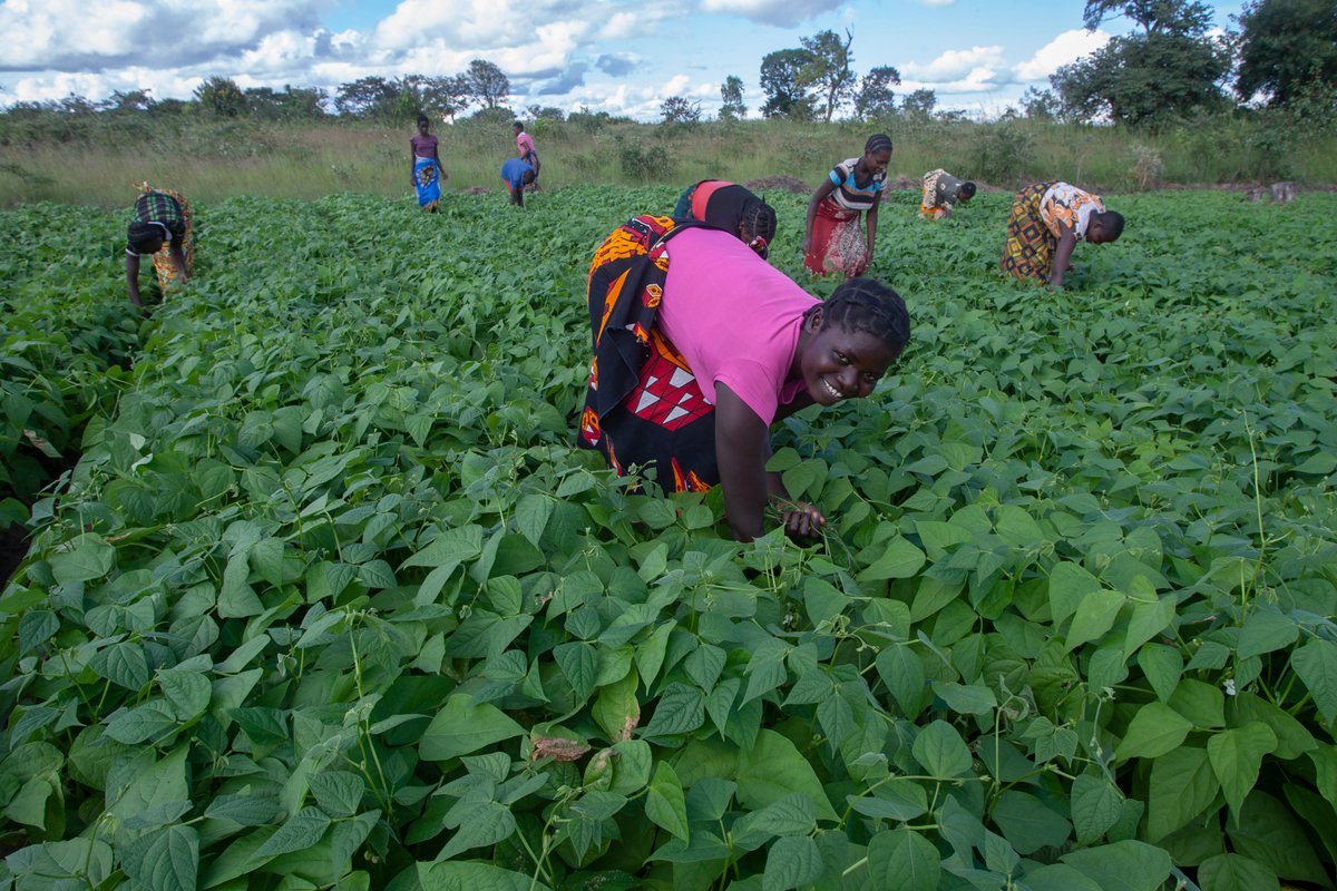 FAOMalawi's tweet photo. The @KOICA_ICC-funded Action 4 teen mothers &amp; adolescent girls program, targeting 647 900 girls in Mchinji &amp; Dedza districts, aims to provide: 

➡️Life skills
➡️Agricultural skills
➡️Entrepreneurship skills...

Through #FFLS, for increased economic empowerment. @FAO, @UNFPAMalawi https://t.co/PvRNpXoTl1