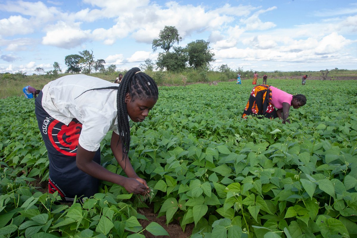 FAOMalawi's tweet photo. The @KOICA_ICC-funded Action 4 teen mothers &amp; adolescent girls program, targeting 647 900 girls in Mchinji &amp; Dedza districts, aims to provide: 

➡️Life skills
➡️Agricultural skills
➡️Entrepreneurship skills...

Through #FFLS, for increased economic empowerment. @FAO, @UNFPAMalawi https://t.co/PvRNpXoTl1