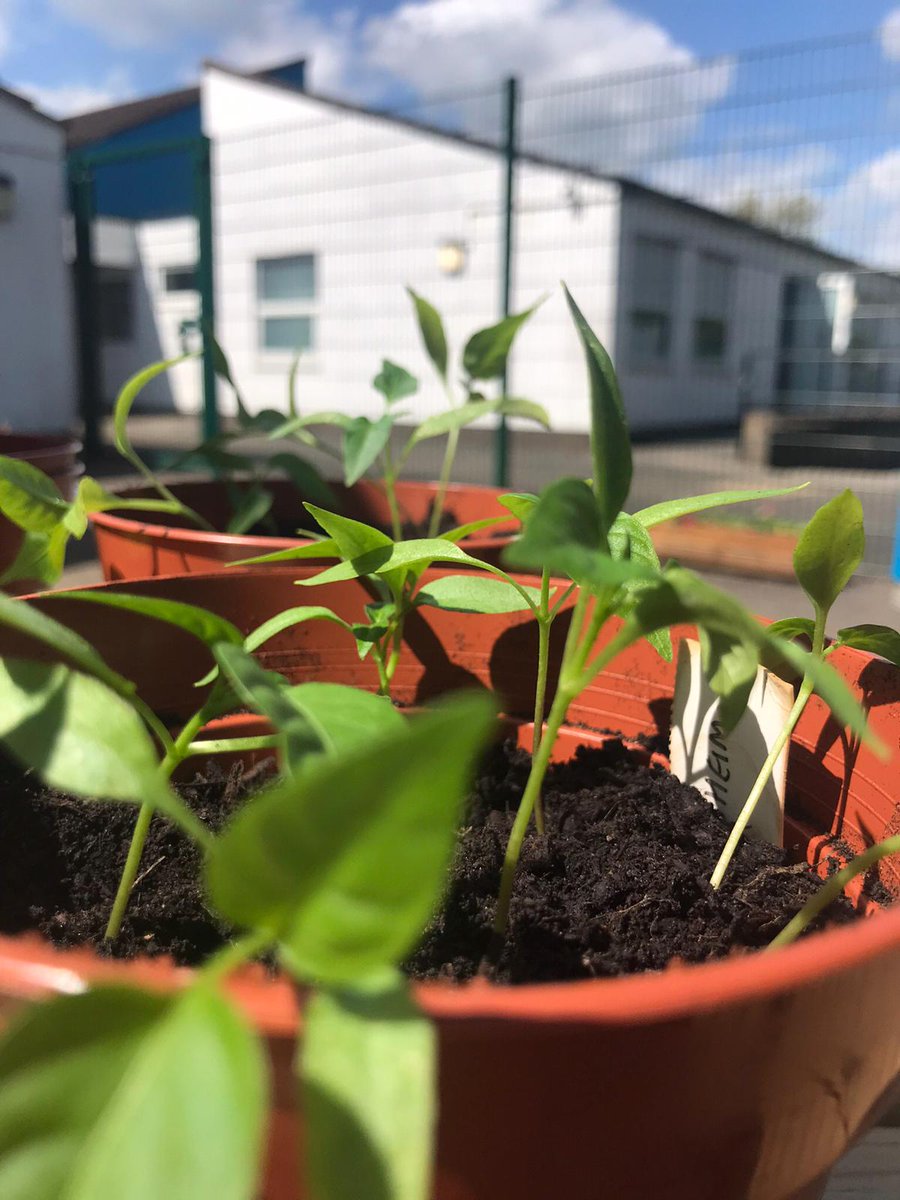 stephenson_mk's tweet photo. From small beginnings… Come and grow with us! 
Applications are open and we are interviewing this month.  
See the website for more information https://t.co/UFsuyESU9i
#stephensonmktrust #miltonkeynesschools #miltonkeynesschool #miltonkeynesvancancies  #MiltonKeynesJobs #vacancy https://t.co/F9KSCpMfOF