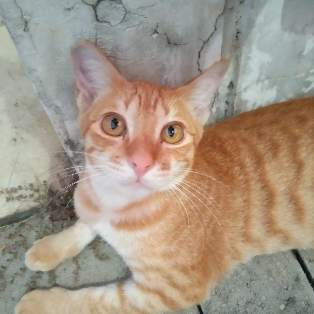 kucingkarina's tweet photo. Hachi #Kucing #cat #catlovers #love https://t.co/J1g0F4pJR7