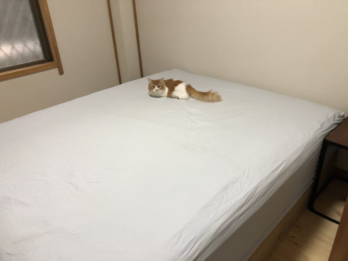 noko_827's tweet photo. えーっと、、シーツ���替えて、コロコロしたところなんですけど…

#ミヌエット #���ンチカン #ペルシャ 
#猫好きさんと繋がりたい #猫のいる暮らし #猫あるある https://t.co/VFaxQzqHvU
