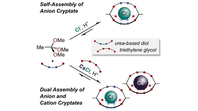 Angewandte Chemie (@angew_chem) on Twitter photo Dynamic Covalent #SelfAssembly of Chloride- and Ion-Pair-Templated Cryptates (Delius) <a href="/mvdelius/">Delius Lab 🇪🇺🇺🇦</a> <a href="/selina_hllstn/">Selina Hollstein</a> @ChristofJaeger #openaccess thanks to #projektDEAL onlinelibrary.wiley.com/doi/10.1002/an… Dynamic Covalent #SelfAssembly of Chloride- and Ion-Pair-Templated Cryptates (Delius) <a href="/mvdelius/">Delius Lab 🇪🇺🇺🇦</a> <a href="/selina_hllstn/">Selina Hollstein</a> @ChristofJaeger #openaccess thanks to #projektDEAL onlinelibrary.wiley.com/doi/10.1002/an…