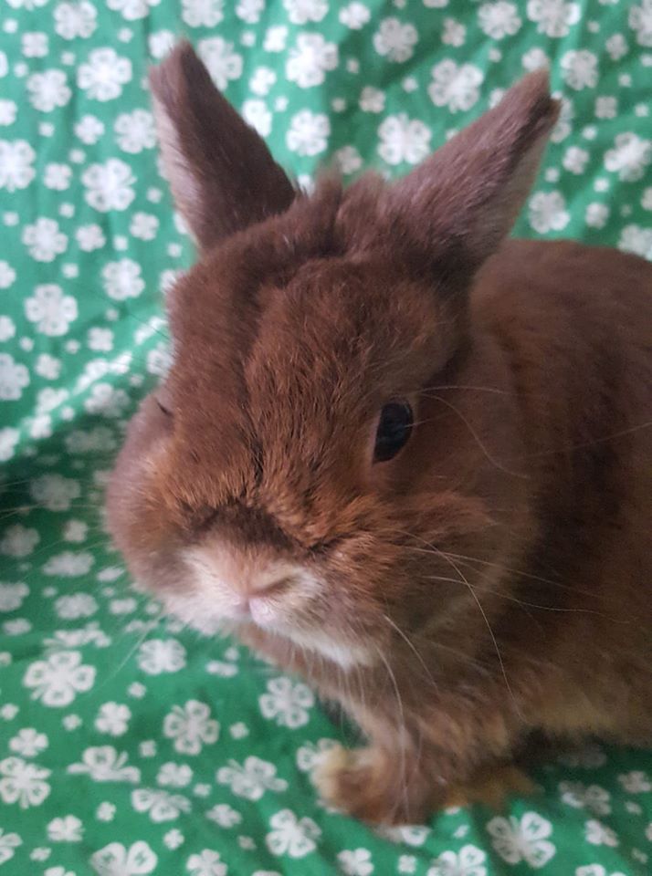 ISUEXTWestPott's tweet photo. 4-H - Sign Up By May 15!

Don't forget - May 15th is the last day to be enrolled in the West Pottawattamie 4-H program to be eligible to show at the 2022 Westfair! Go to https://t.co/JB3u8khf3f to check the status of your enrollment! https://t.co/5FtHogETkp