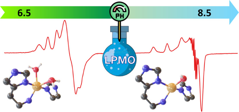 bhkenlo's tweet photo. Decoding the Ambiguous Electron Paramagnetic Resonance Signals in the Lytic Polysaccharide Monooxygenase from Photorhabdus luminescens https://t.co/0BZ7YsJri4 Pantazis, Orio, and co-workers @InorgChem #copper #LPMOs #monooxygenase #EPR #quantum_chemical #pH https://t.co/aOjETgGo43