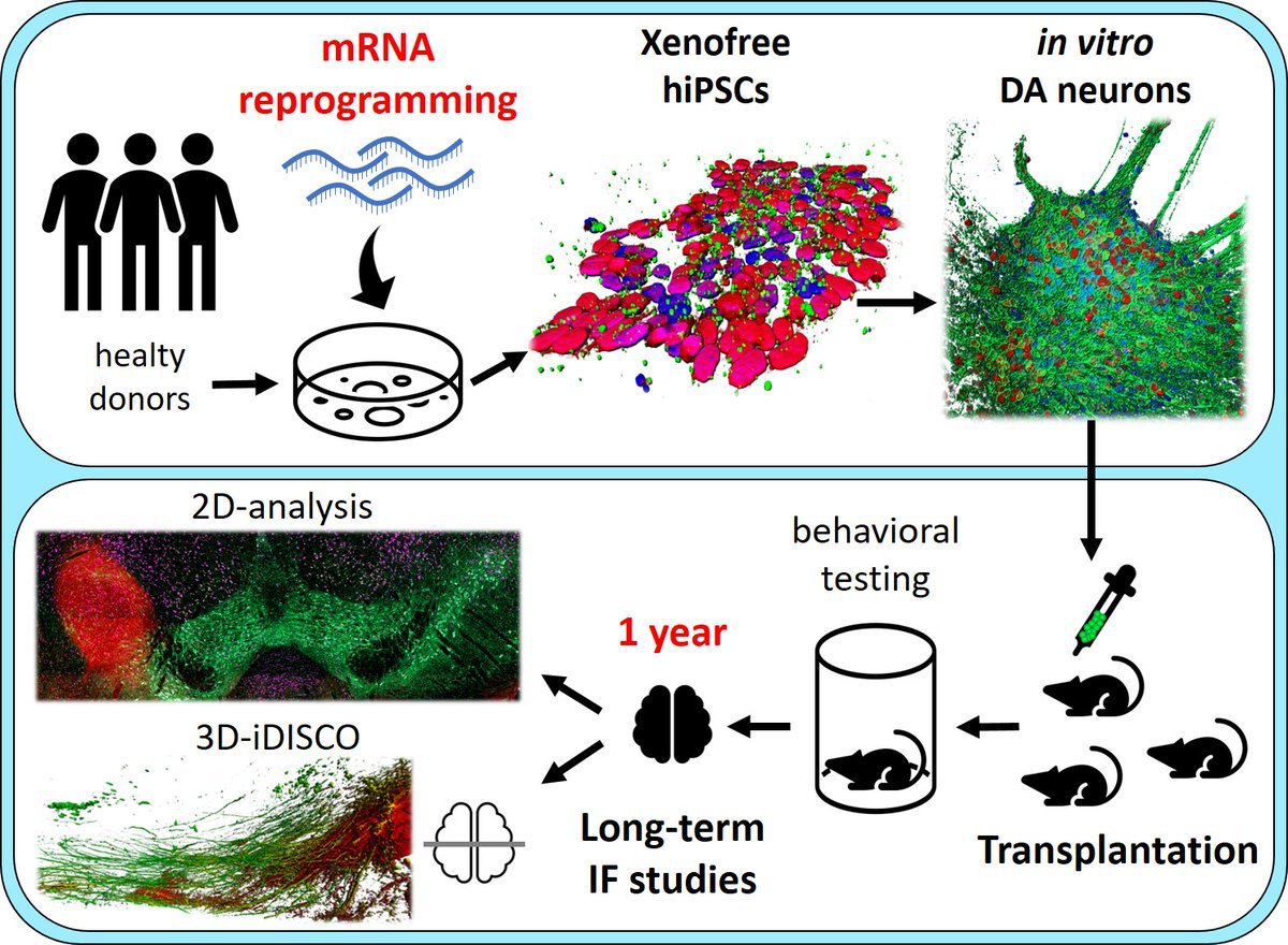 AfsanehGaillard's tweet photo. Thrilled to share our latest publication on stem cell therapy for Parkinson’s disease. Many thanks to all coauthors, with a special mention for Sébastien Brot @goundaseb @mdpi.com/1625206 #mdpicells 
@MDPIOpenAccess https://t.co/5Cz5ZSDSM1