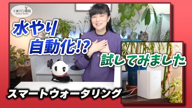 kumapan_channel's tweet photo. 植物の水やり自動化！試してみました♪【くまパン園芸】 https://t.co/GP4ifXnKLZ

#植物 #観葉植物 #水やり #ガジェット #レビュー #クラウドファンディング #kobi #育て方 #くまパン園芸 #growcube #自動水やり https://t.co/ROicplXqvR
