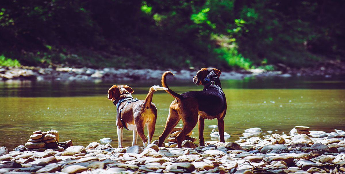 ¿Sabías que los perros tienen las glándulas sudoríparas en las patas? Exactamente, entre las almohadillas de estas. Por eso no es extraño que vayan dejando un rastro húmedo con sus patitas. ¡Fíjate la próxima vez que haga calor! 🐶🐾☀️

#adorableanimals #doglife #ilovemydog