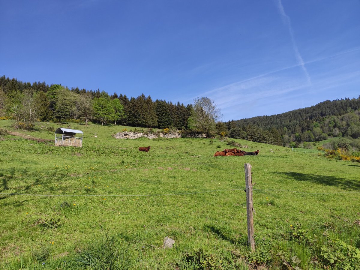 #MadeinViande Merci à l'#elevage Morel de nous avoir accueilli depuis 2 jours sur leur exploitation ! 100 élèves de 5eme ont été reçus par les 2 éleveurs de la Loire pour un Tour d'horizon d'élevage, une présentation des 55 vaches Salers et 17 000🐓 #LabelRouge &amp; une #dégustation