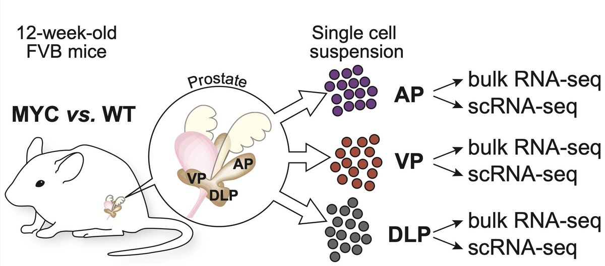 CFCE-DFCI (@cfce_danafarber) on Twitter photo Read our latest research "MYC drives aggressive prostate cancer by disrupting transcriptional pause release at androgen receptor targets". Great collaboration with <a href="/DavidP_Labbe/">David P. Labbé, PhD</a> featuring <a href="/Xintao_Qiu/">Xintao</a>, <a href="/BoufNadia/">Nadia Boufaied</a> and many other colleagues.
rdcu.be/cNtZA Read our latest research "MYC drives aggressive prostate cancer by disrupting transcriptional pause release at androgen receptor targets". Great collaboration with <a href="/DavidP_Labbe/">David P. Labbé, PhD</a> featuring <a href="/Xintao_Qiu/">Xintao</a>, <a href="/BoufNadia/">Nadia Boufaied</a> and many other colleagues.
rdcu.be/cNtZA