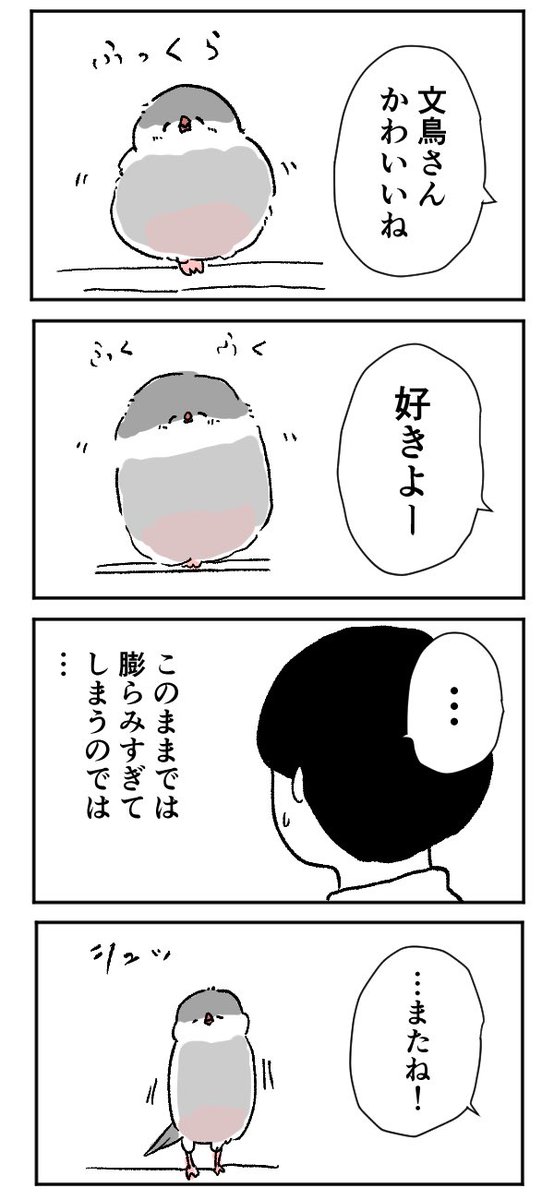 文鳥さんはふくらむ 