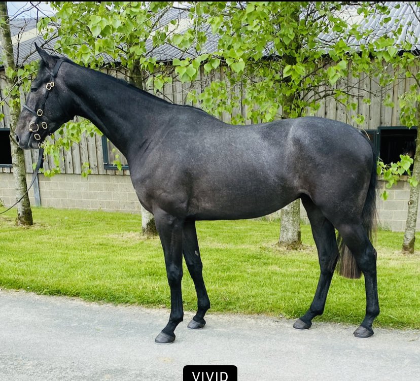 RHBloodstock's tweet photo. The only Al Namix gelding in the sale @GoffsUK next week has all the qualities of being Top Class on the racecourse. His half brother is @Goffs1866 Land Rover bumper winner with @gelliott_racing and his half sister already a winner of 3 with @AJHoneyball 🐎💪 https://t.co/PnIH7YbYgi