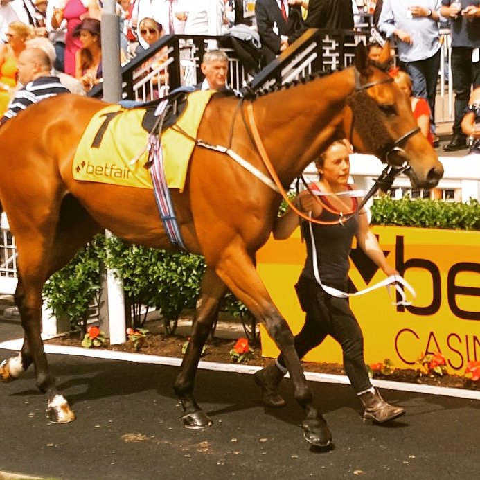 haywardsport's tweet photo. Absolutely π― pumped for the return of the legend #Staxton tomorrow @ThirskRaces @OntoawinnerNEWS @RacingTV https://t.co/zw8wxCvJjb